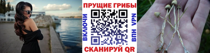 Галлюциногенные грибы Psilocybe  как найти   Белый 